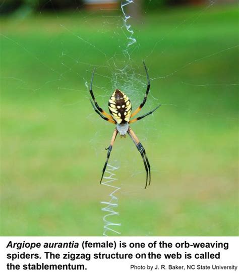 Are Garden Orb Weaver Spiders Venomous | Fasci Garden