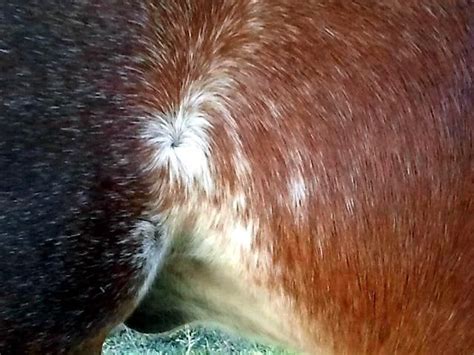 Pin by Carissa Kirksey Spruce Wood on Whorl & Hairgrowth Ref | Horse anatomy, Hair whorl, Hair ...