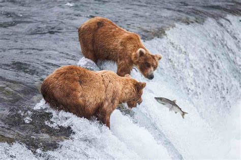 Where Can I See Grizzly Bears Feed on Salmon?