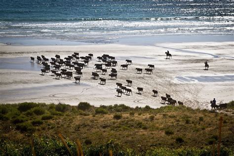 ROBBINS ISLAND WAGYU — Left Off the Map