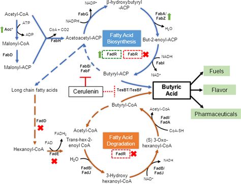 PLOS ONE: Engineered Production of Short Chain Fatty Acid in ...