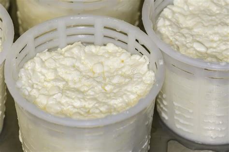 Artisan Production of Fresh Goat S Milk Cheese Stock Image - Image of ...