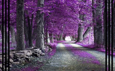 Purple Forest Wallpapers - 4k, HD Purple Forest Backgrounds on WallpaperBat