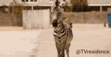 Baby Zebra GIF - Baby Zebra Zebra - Discover & Share GIFs