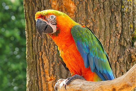 Types of Macaw Hybrids and Crosses