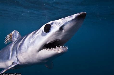 Is this the ugliest shark ever? Terrifying Mako can swim at 100kmh ...