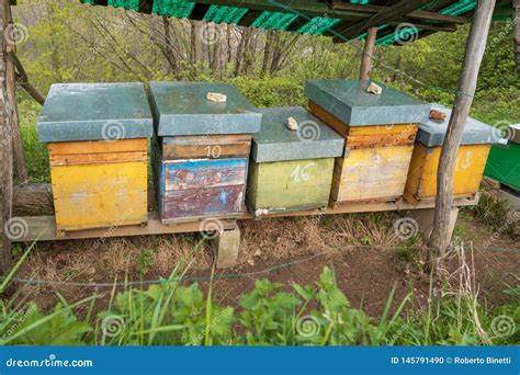 Bee Hives on Meadow in Italy Close Up Stock Photo - Image of grass ...