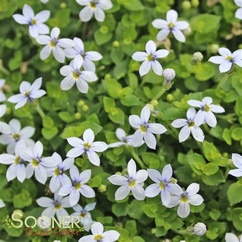 Blue Star Creeper | Sooner Plant Farm