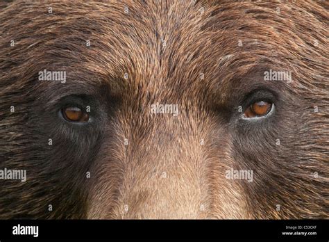 Extreme close up of a female Brown bear's face at the Alaska Wildlife Conservation Center ...