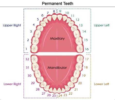 Is something wrong if you don't have 32 teeth - Dr Chauvin