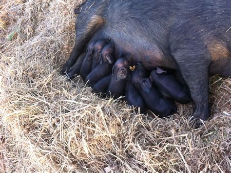 Large Black Hog (live) - Iowa Alrose LBH - Deposit — Weesner Meadow - Grassfed Ranch