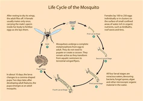 Mosquito | Invasion of the Bloodsuckers : Exhibits : Yale Peabody Museum of Natural History