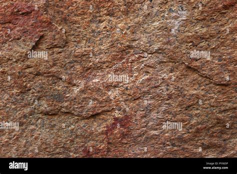 Namibia rock painting - ancient rock art by bushmen showing a zebra ...