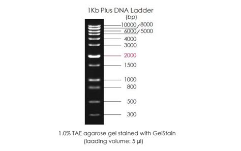 1Kb Plus DNA Ladder