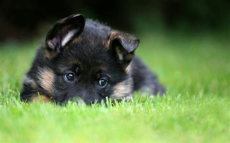 Baby German Shepherd Wallpaper - WallpaperSafari