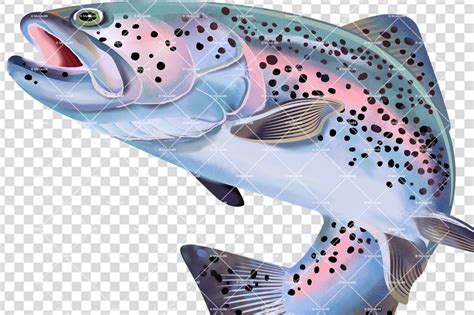 Rainbow Trout Fish Illustration. By Moloko88 | TheHungryJPEG