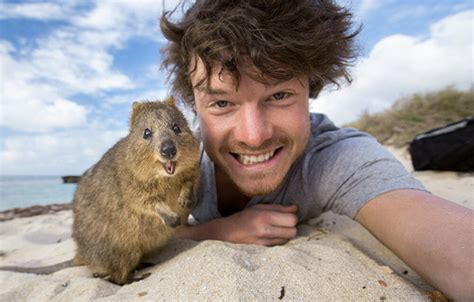 How To Take A Selfie With A Quokka - The Ultimate Guide – Quokka Hub