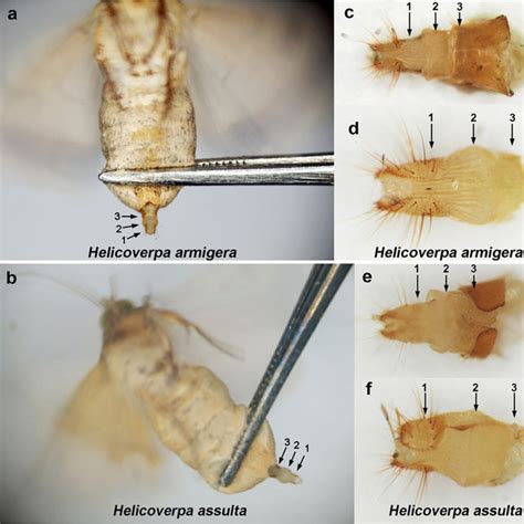 Mass analysis of Helicoverpa armigera larvae. Maximum larval mass of ...