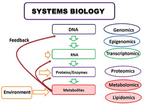 Metabolites | Free Full-Text | Metabolomics: Bridging the Gap between Pharmaceutical Development ...