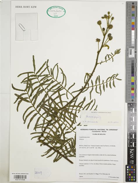 Mimosa pigra L. | Plants of the World Online | Kew Science