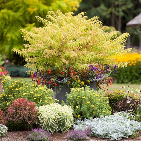 Shade Tolerant Evergreens