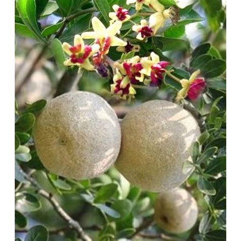 Buy Limonia Acidissima - Kawath Plant, Wood Apple online India at ...