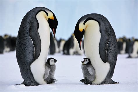 Emperor penguins vulnerable to sea ice changes this century – Australian Antarctic Program (News ...