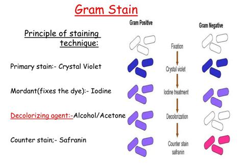 Gram staining: Principle, Requirements, Procedure and Microscopic Examination - Online Science Notes