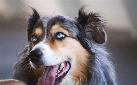 Understanding Collie Eye Anomaly: Causes, Symptoms, and Treatment | SyncPlus Pets