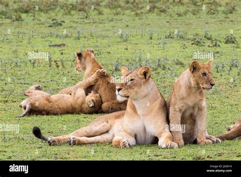 Lioness older cub look to sides hi-res stock photography and images - Alamy