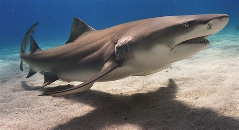 Lemon shark - Wikipedia