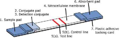 Principle of Lateral Flow Immunoassays | Download Scientific Diagram