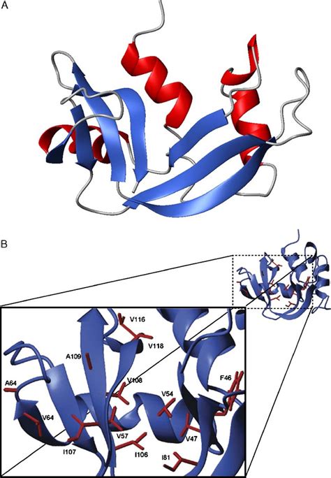 (A) Schematic representation of the three-dimensional structure of... | Download Scientific Diagram