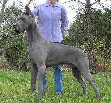 Great Dane Dog Breed » Information, Pictures, & More