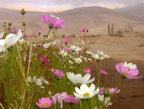 flowers atacama desert - Recherche Google | Цветы пустыни, Природные ...