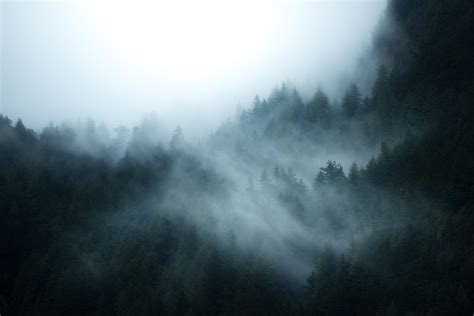 forest, Mist Wallpapers HD / Desktop and Mobile Backgrounds