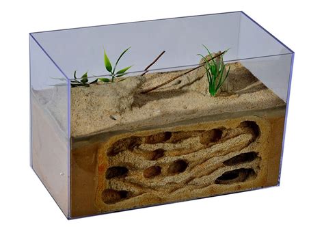 Traditions | Formicarium, Ants, Ant farms