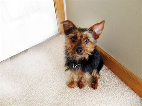 Yorkie Pin (Min Pin-Yorkie Mix) Info, Temperament, Puppies, Pictures