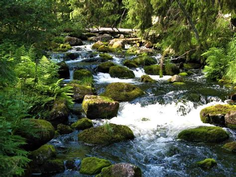 Top 10 BEST National Parks in Sweden You Should Visit