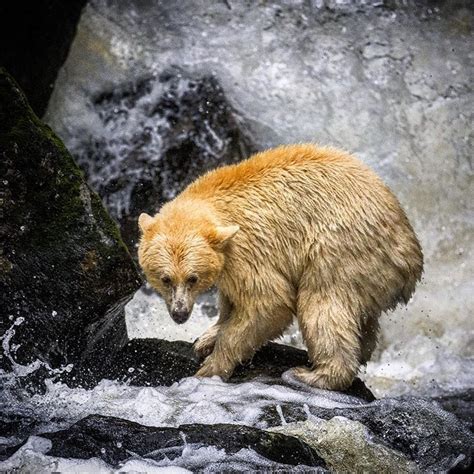 The very elusive Spirit Bear waits to pounce on a salmon near Klemtu, BC #bear #spiritbear # ...