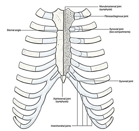 Interchondral Joints And Manubriosternal Joint | Earth's Lab