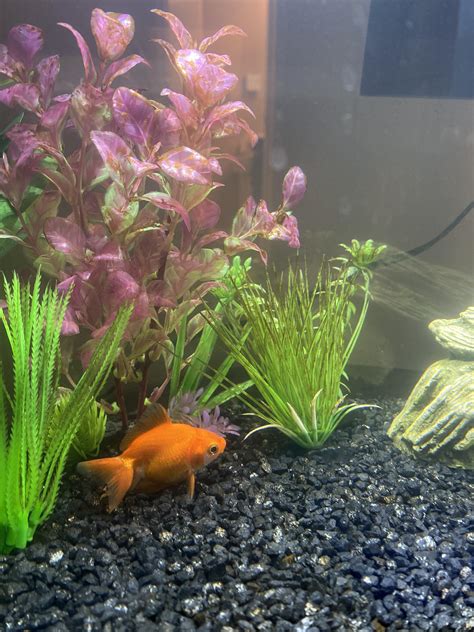 Help! Tank filter stopped working. : r/Goldfish