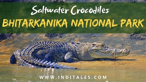 Saltwater Crocodiles at Bhitarkanika National Park | Saltwater ...