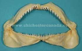 Snaggletooth Shark Jaws