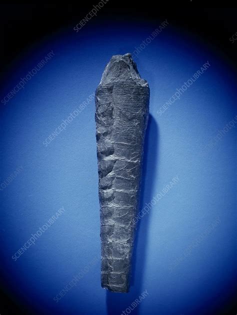 Orthoceras, nautiloid fossil - Stock Image - C016/4847 - Science Photo Library