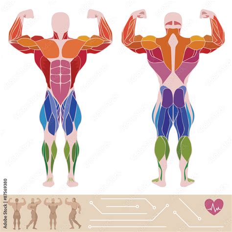 The human muscular system, anatomy, posterior and anterior view, vector de Stock | Adobe Stock