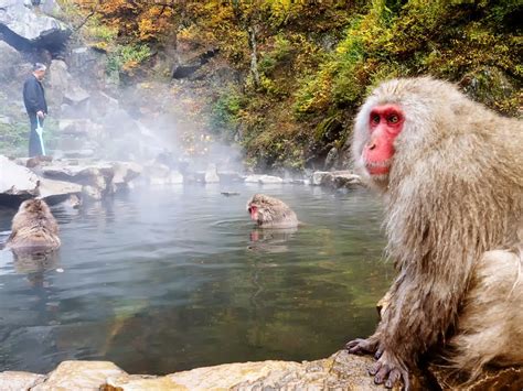 Snow Monkeys in Hot Springs Itinerary - planning your trip to Snow ...