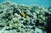 Coral reef ecology