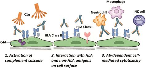 Donor-specific HLA Antibodies in Solid Organ Transplantation: Clinical ...