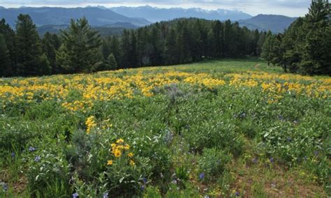 Gallatin National Forest in Montana - AllTrips